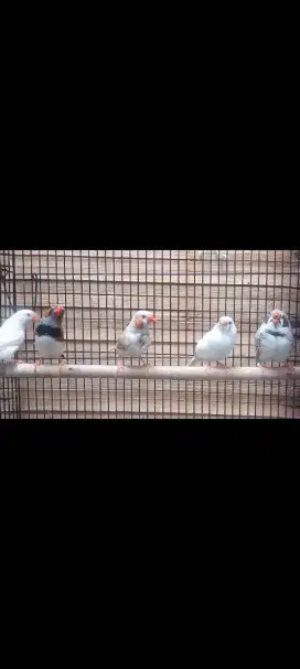 Zebra Finch Jodoan (Warna mutasi)