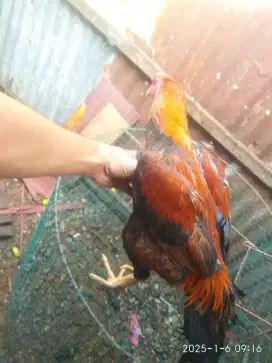 Ayam siyam jantan pacek