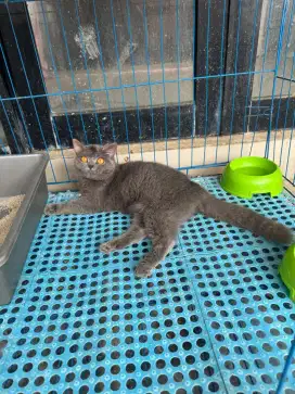 kucing kitten british shorthair betina 100% pure