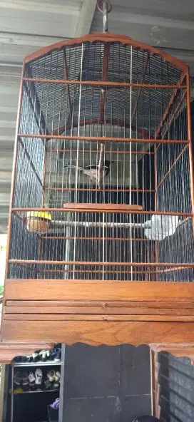 burung kacer putih