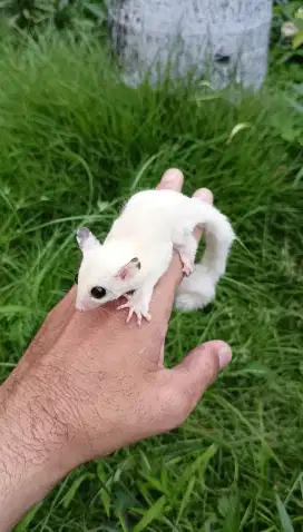 Sugar glider white mozaic betina joey