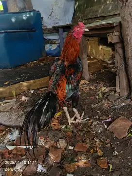 Ayam bangkok muda