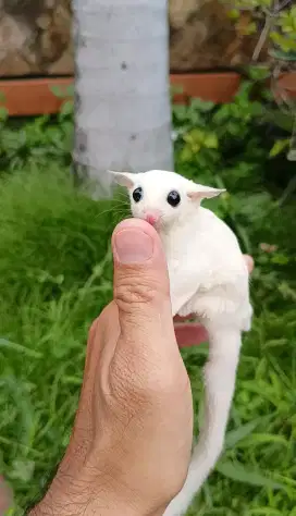 Sugar glider leucistic jantan betina