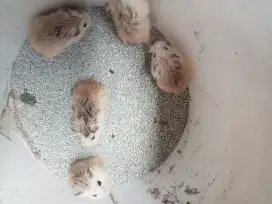 Hamster roborovski jinak dan tidak gigit