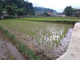 Dijual tanah sawah produktif