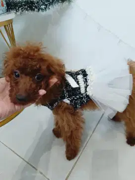 Jual Anak Anjing Poodle