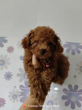 Pupies poodle jantan