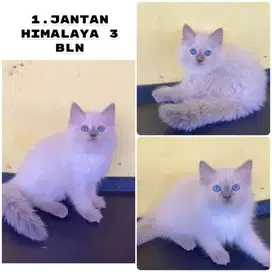 Kucing ras persia himalaya kitten