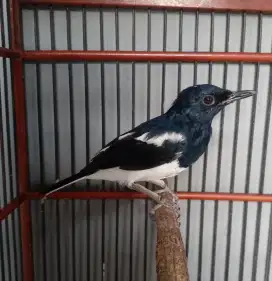 Burung Poci ganti bulu.