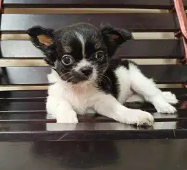 Jual chihuahua Betina