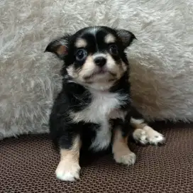 Jual chihuahua jantan