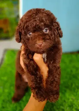 SUPER TINY BROWN CHOCHO POODLE