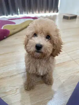 Anjing toy poodle pedigree