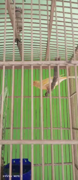 Burung kenari gacor ngeroll panjang