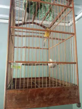 Burung kenari + kandang