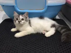 Kitten Persia Longhair 2.5 bln