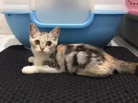 Kitten persia shorthair 2.5 bln