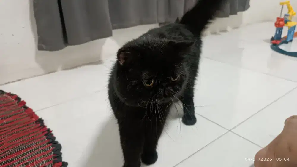 Kucing Persian Exotic Shorthair Black Solid Jantan