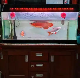 Ikan Arowana super Red 40Cm