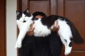 Kucing Mainecoon jantan black van ganteng