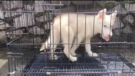 Siberian Husky Jantan Vaksin