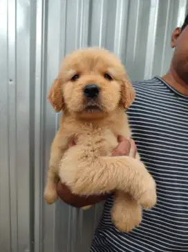 Golden Retriever Longhair