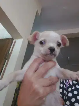 Anjing chihuahua