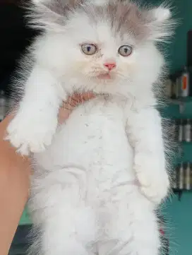 Kucing kitten Persia