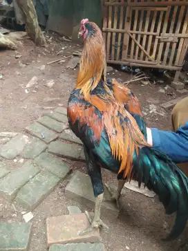 Ayam Kampung Jantan