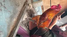 Dijual ayam pelung jantan jumbo masih energik