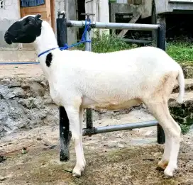 Kambing dan domba aqiqah