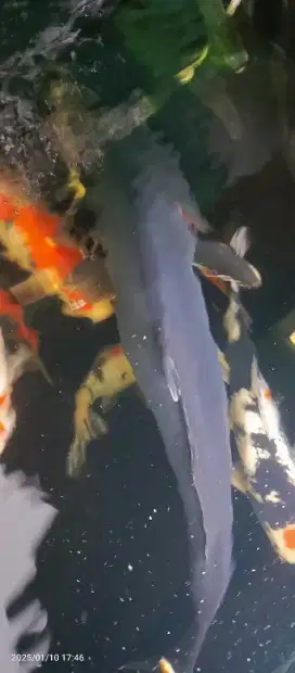 Ikan Koi black karasu jumbo dan sanke doitsu