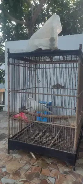 Burung puter plus kandang