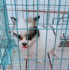 Minipom betina lucu