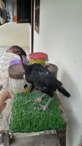 Ayam bangkok usia 3 bulan koyngon