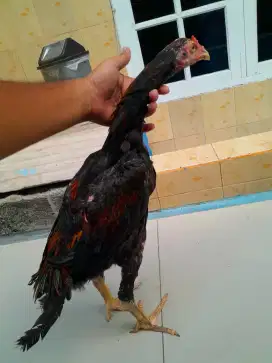 Ayam Bangkok Klasik