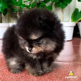 Mini pom puppy jantan