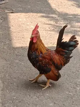 Ayam Kate jantan rajin Kokok