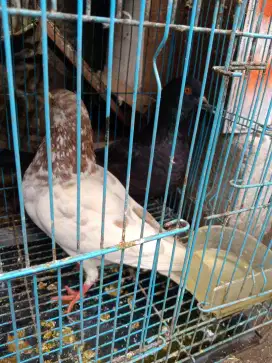 Burung dara tinggian CC kenceng