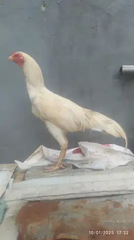 Ayam bangkok putih jantan