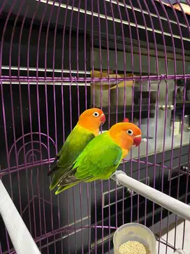 Love Bird Biola Green