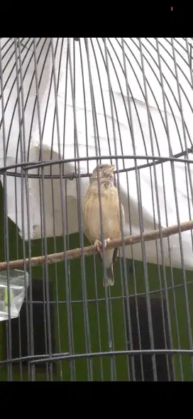 Burung blackthoat rajin