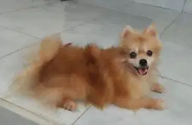 Anjing Minipom Betina