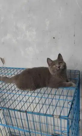 kucing kitten british shorthair jantan asli