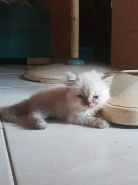 Baby Cat Kitten Himalaya White