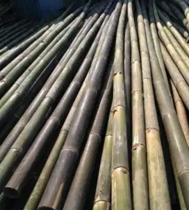 Bambu Staiger Untuk Proyek