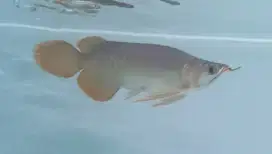 Ikan Arwana arowana super red semi king