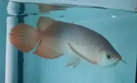 Ikan Arwana arowana Super red semi king