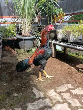 Ayam Bangkok Muda Gress