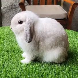 Kelinci holland lop frosty junior